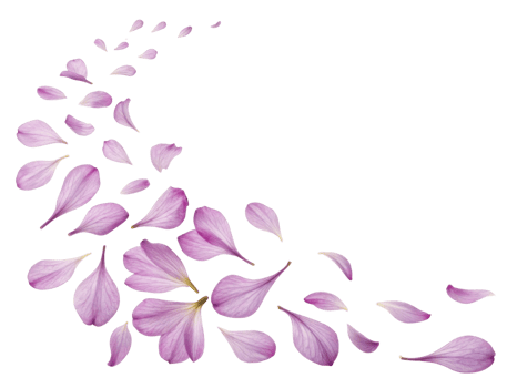 Delicate rhododendron flower petals gracefully scatter, creating beautiful and serene visual effect that evokes tranquility and nature charm png