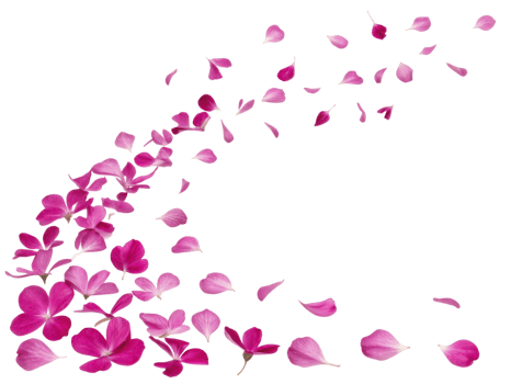 Beautiful verbena flowers create stunning display as their delicate petals drift gracefully through air, evoking sense of tranquility and beauty png