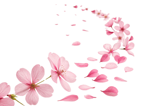 Beautiful pink verbena flowers gracefully scatter, creating serene and enchanting scene filled with delicate petals png