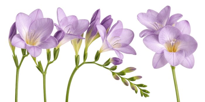 Beautiful freesia flowers bloom in soft lavender hues, showcasing their delicate petals and graceful stems, perfect for any floral arrangement png