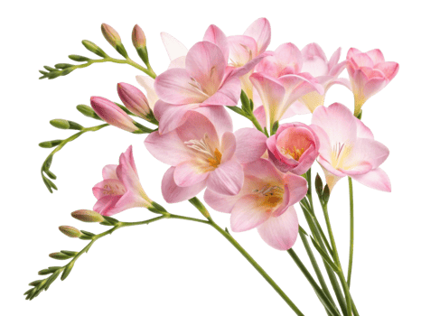 Beautiful freesia flowers bloom gracefully, showcasing delicate petals and vibrant colors that evoke joy and serenity png