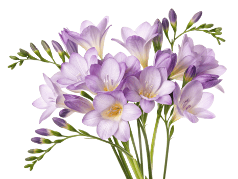 Beautiful freesia flowers in shades of purple create stunning bouquet that brings joy and elegance to any setting png