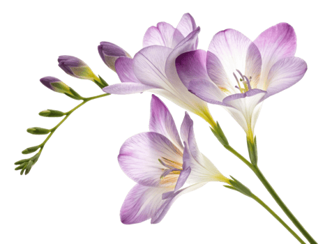 Beautiful freesia flowers bloom gracefully, showcasing their delicate petals and vibrant colors, perfect for any floral arrangement png