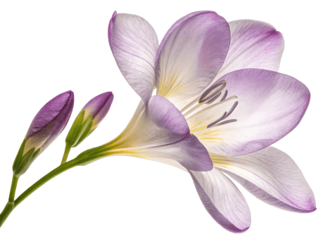 Beautiful freesia flower in soft purple hues showcases delicate petals and budding blooms, evoking sense of tranquility and elegance png
