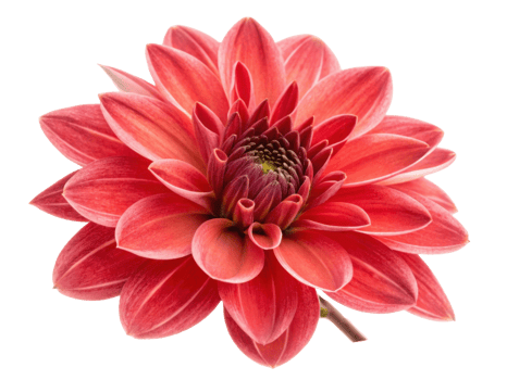 Vibrant heather flower blooms with stunning red petals, showcasing its intricate beauty and captivating charm in nature garden png