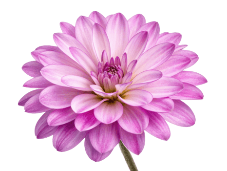 Beautiful heather flower blooms with delicate pink petals radiating elegance and charm, perfect for adding touch of nature beauty png