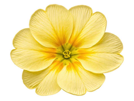 Beautiful primrose flower with delicate yellow petals radiates warmth and charm, perfect for brightening any garden or arrangement png