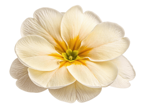 Beautiful primrose flower showcases delicate petals in soft cream and yellow hues, radiating elegance and charm png