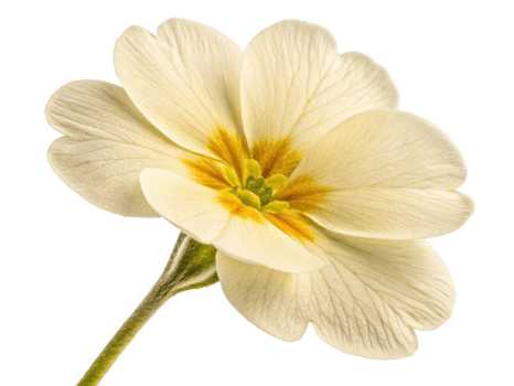 Beautiful primrose flower with delicate petals and vibrant center showcases nature elegance and charm png