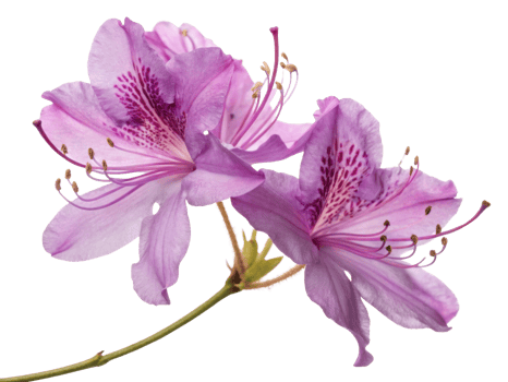 Beautiful rhododendron flowers bloom gracefully, showcasing their delicate petals and vibrant colors, perfect for any garden or floral arrangement png