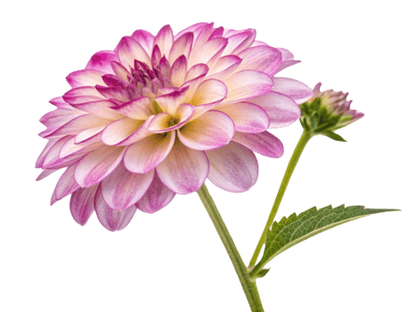 Beautiful verbena flower showcases delicate petals in shades of pink and cream, radiating elegance and charm in any garden setting png