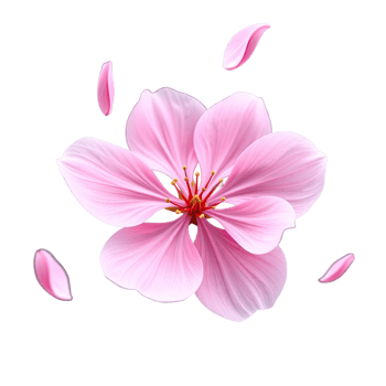 Elegant Pink Flower with Scattered Petals Ideal for Botanical Illustrations and Decorative Concepts png