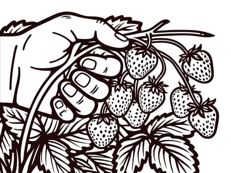 Hand harvesting fresh ripe strawberries in a garden setting vector