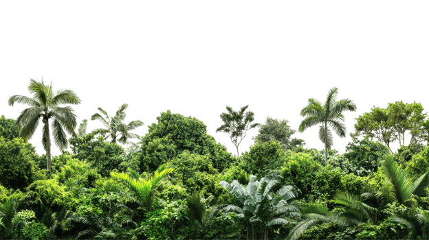 Lush tropical foliage line a dense jungle landscape. png