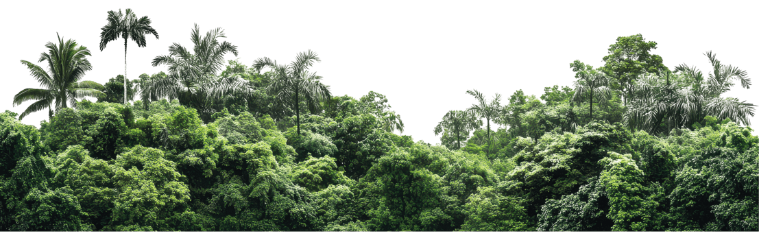Lush tropical forest landscape with trees and foliage. png