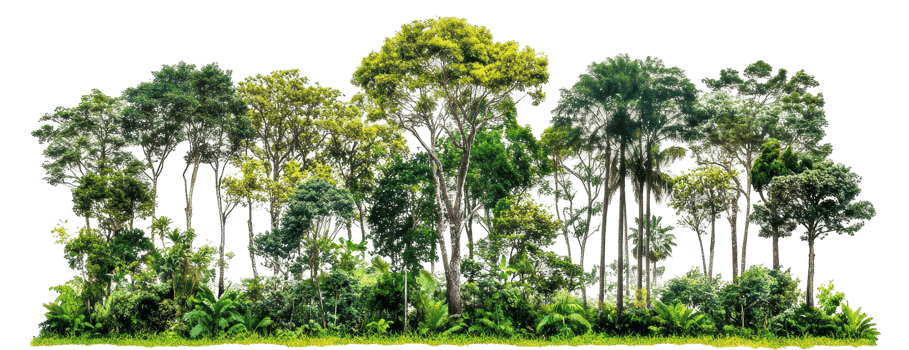 Lush tropical forest scene with diverse trees. png