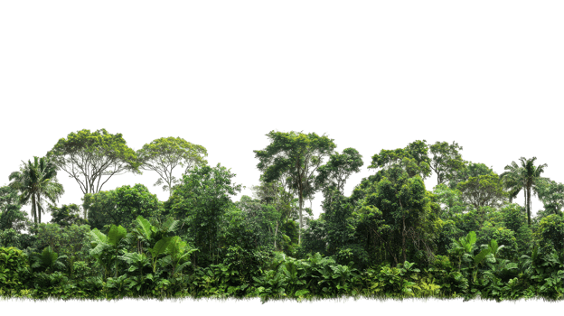 Lush tropical forest landscape stretches across the horizon. png