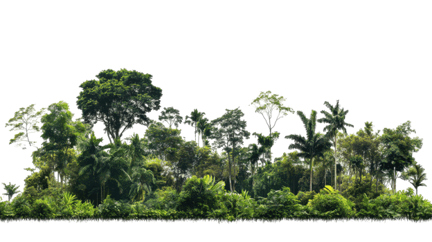 Lush tropical foliage and trees form a dense landscape. png