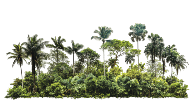 Lush tropical forest landscape illustration png
