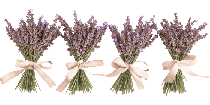 Four bunches of lavender tied with ribbons. png