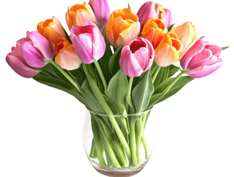 Vibrant bouquet of tulips in a clear vase. png