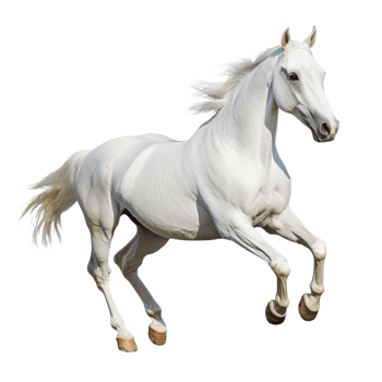 A white horse is galloping side view isolated on transparent background png
