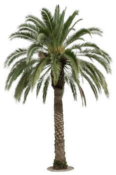 Tropical palm tree isolated on the transparent background png