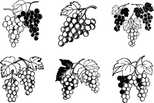 Black and white grapes illustration with leaves in outline style vector