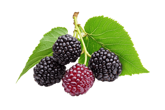Close up view of a branch of blackberries with leaves. png
