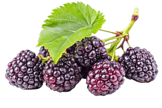 Close up view of fresh blackberries on a stem. png