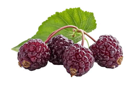 Close-up view of several dark purple berries. png
