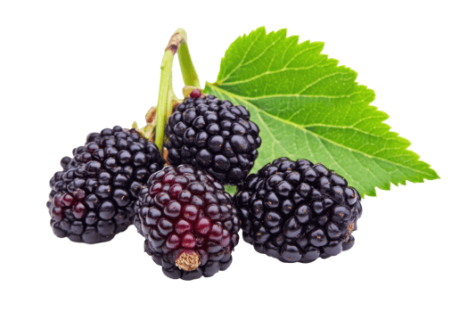 Close-up view of fresh blackberries on a leaf. png