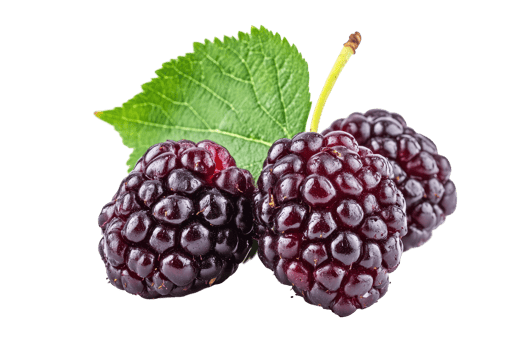 Close up view of three dark purple blackberries. png