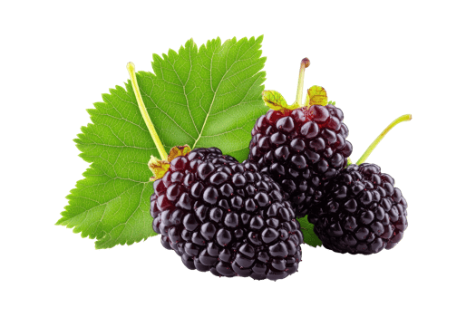 Close up of three ripe blackberries with leaves. png