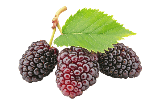 Close-up image of three dark purple blackberries with a leaf. png