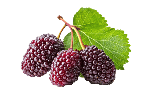 Close-up view of plump, dark berries with green leaves. png