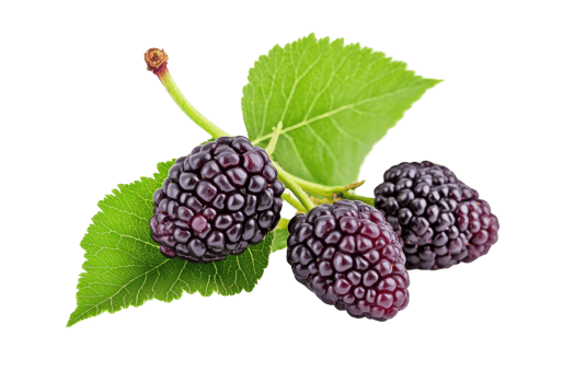 Close-up view of three fresh black mulberries with leaves. png