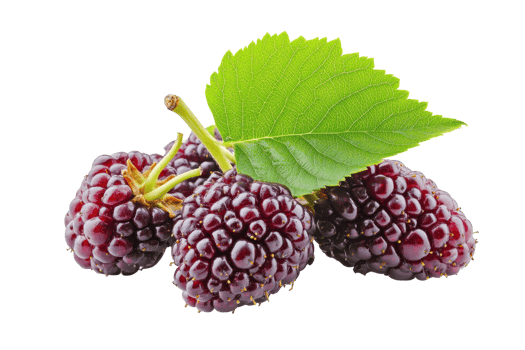 Close-up view of three fresh dark purple blackberries. png