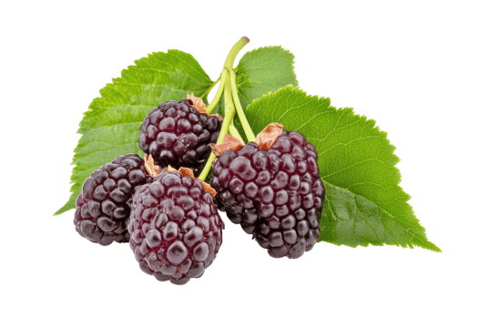 Close-up view of dark purple blackberries with leaves. png