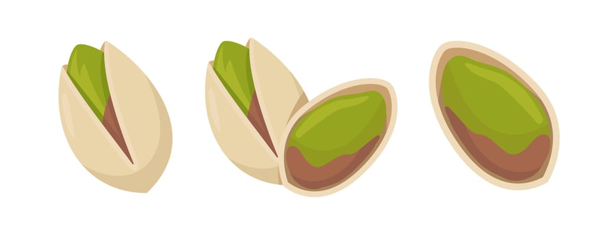 Fresh pistachio nuts in various stages of opening vector