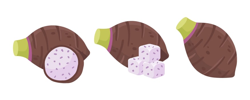 Illustrations of Taro Root and Its Variants vector