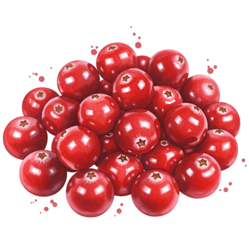 A vibrant pile of fresh cranberries with a smooth texture and isolated against a plain background view on transparent background png