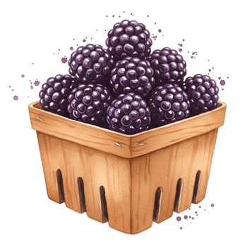 A wooden basket filled to the brim with a plentiful harvest of ripe and juicy blackberries fruit on transparent background png