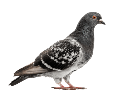 Urban pigeon standing gracefully on a surface in natural light png