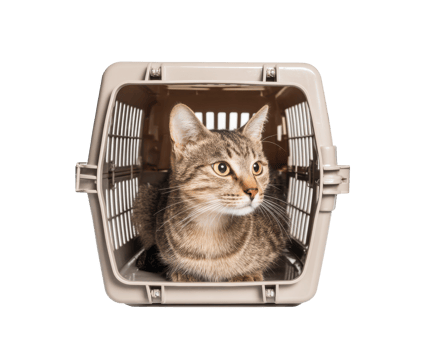 Cat inside a pet carrier looking curiously with alert expression png