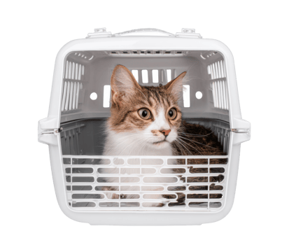 Cat resting in a transport carrier for veterinary visit png
