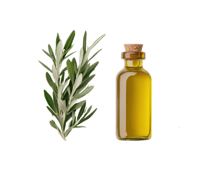 Herbal essence of olive oil with fresh leaves for culinary use png