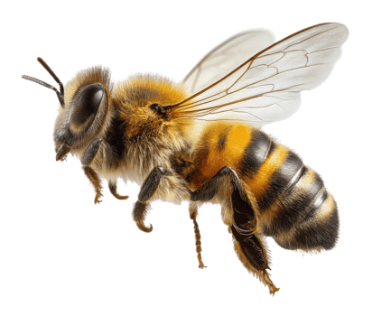 Close-up of a honey bee showcasing intricate details and wings png