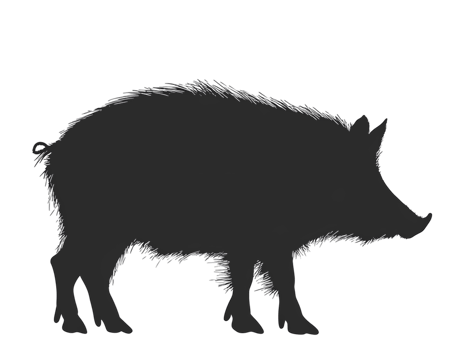 wild boar silhouette on transparent background png