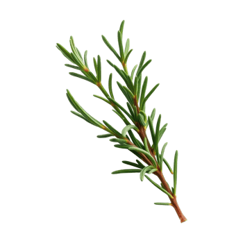 Fresh Rosemary Herb Illustration for Culinary and Botanical Designs png